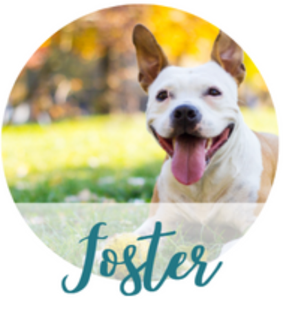 foster foster