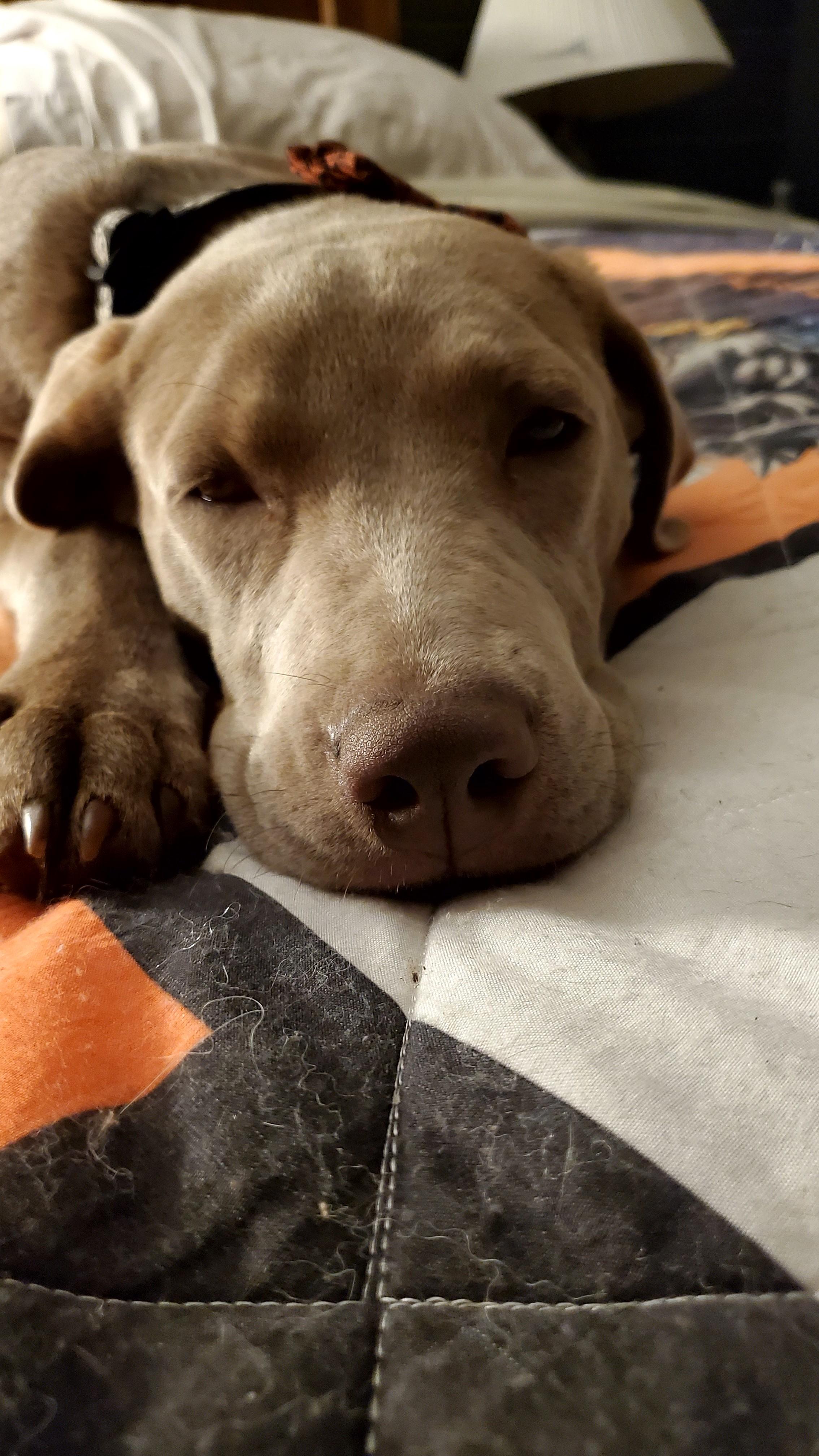 Meet Amadeus!!